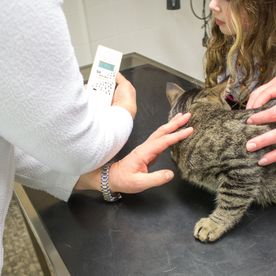Tierärztin Dr. Silke Andrews untersucht Katze einer Tierbesitzerin auf mögliche Krankheitssymptome.