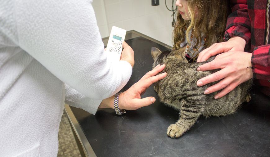 Tierärztin Dr. Silke Andrews untersucht Katze einer Tierbesitzerin auf mögliche Krankheitssymptome.