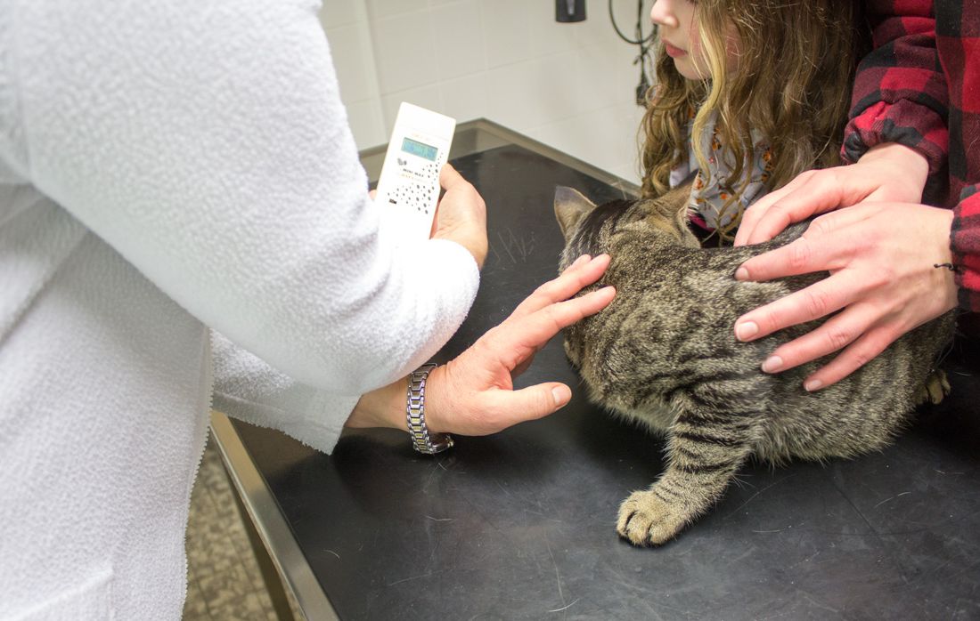 Tierärztin Dr. Silke Andrews untersucht Katze einer Tierbesitzerin auf mögliche Krankheitssymptome.
