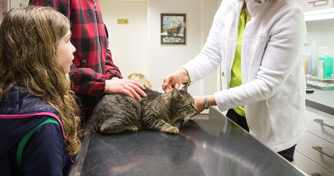 Katze wird von Tierärztin Dr. Silke Andrews untersucht. Besitzer schauen zu.