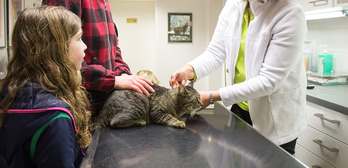 Katze wird von Tierärztin Dr. Silke Andrews untersucht. Besitzer schauen zu.