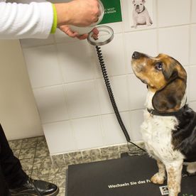 Hund wird von Tierärztin Dr. Silke Andrews geworgen.