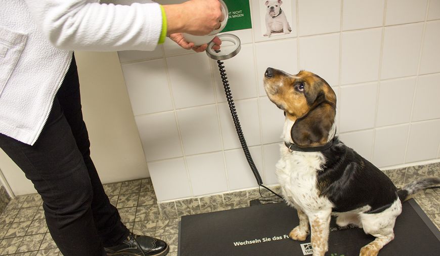 Hund wird von Tierärztin Dr. Silke Andrews geworgen.