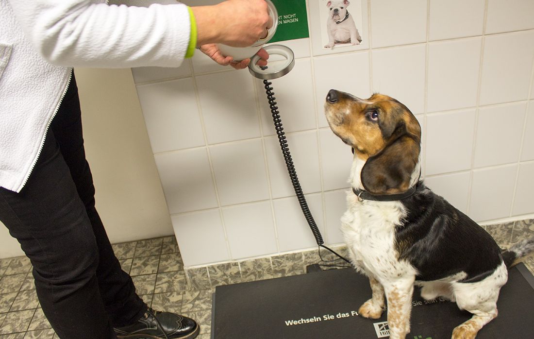 Hund wird von Tierärztin Dr. Silke Andrews geworgen.